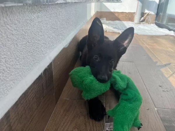 Petmode Köpek Çiftliğinden Sçr Li Siyah Alman Kurdu