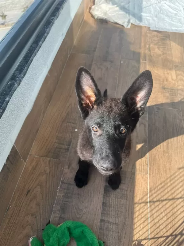 Petmode Köpek Çiftliğinden Sçr Li Siyah Alman Kurdu