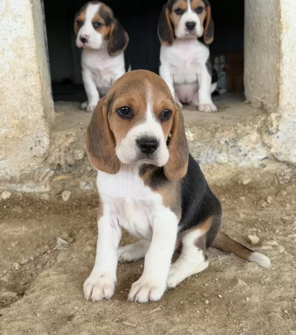 Safkan Irk Garantili Beagle Yavrular