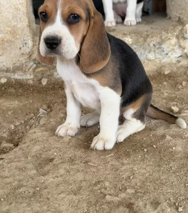Safkan Irk Garantili Beagle Yavrular
