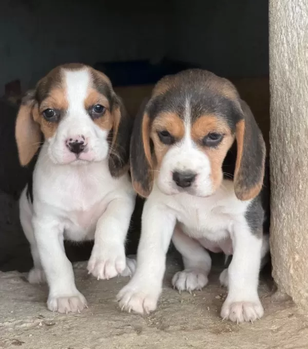Safkan Irk Garantili Beagle Yavrular