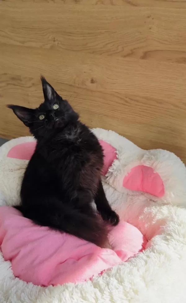 Değerini Bilene Özel Xxl Maine Coon Bebeğim