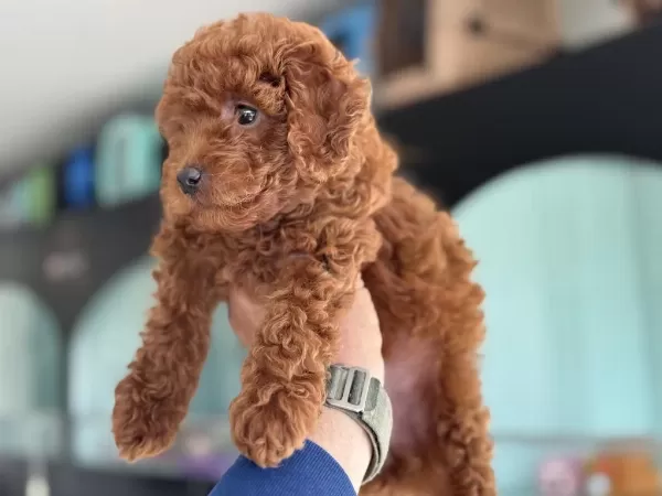 Petmode Köpek Çiftliğinde Ziyarete Toy Poodle