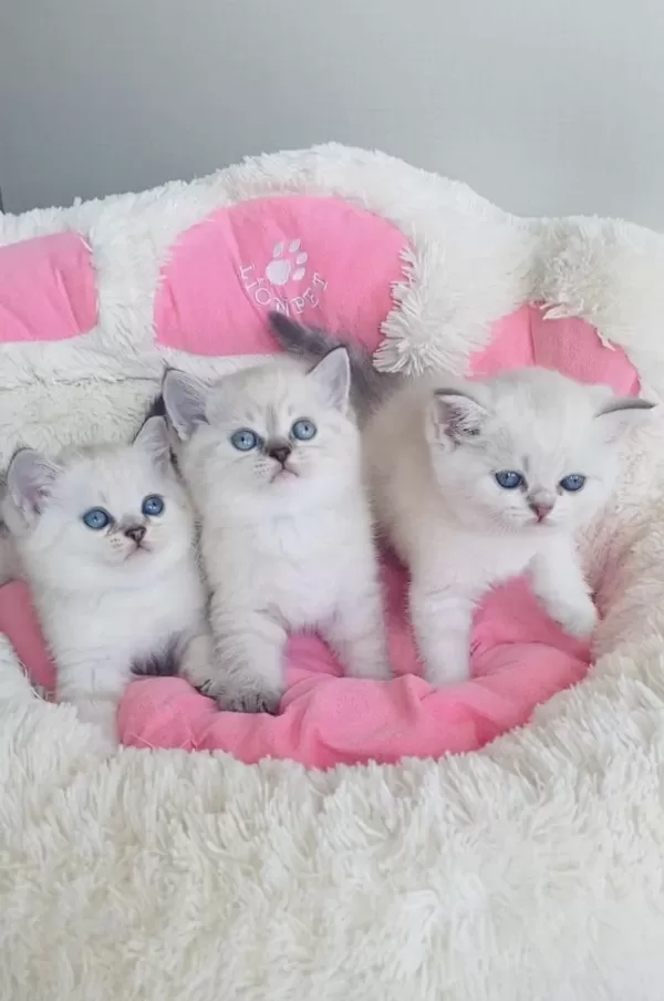Maviş Silverpoınt Brıtısh Shorthair Bebekleirm