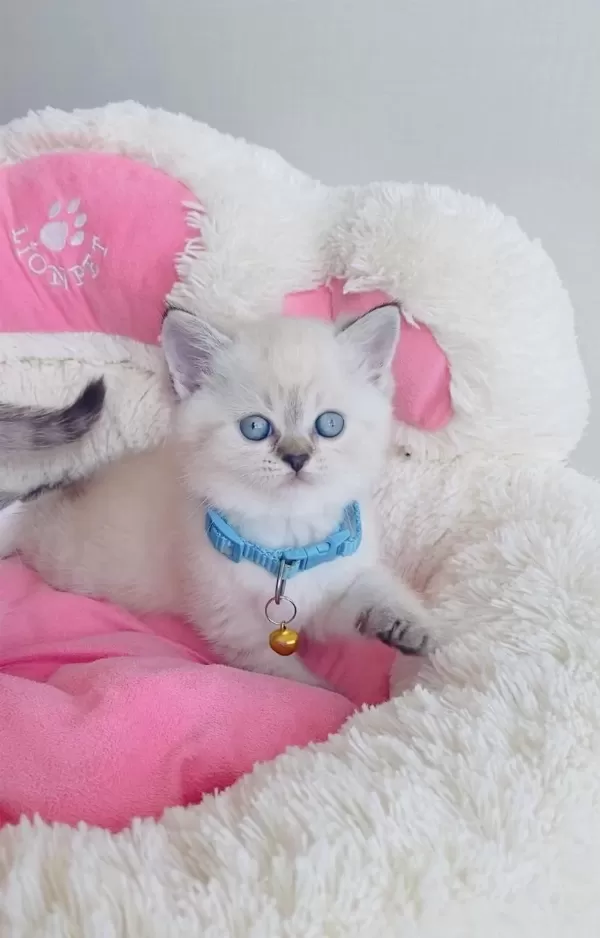 Maviş Silverpoınt Brıtısh Shorthair Bebekleirm