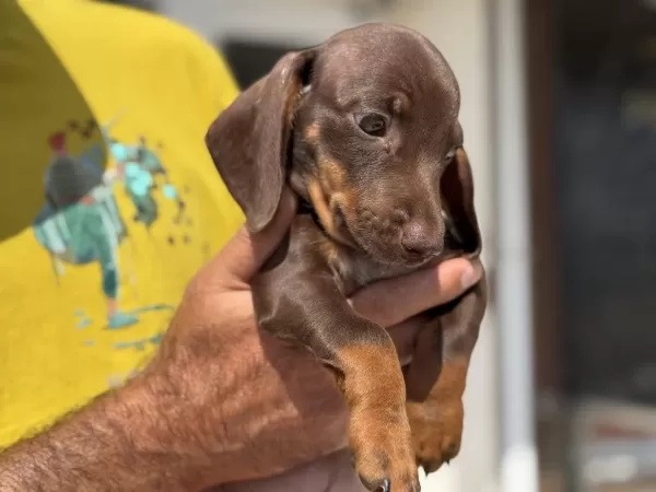 Petmode Köpek Çiftliğinde Ziyarete Açık Dachshund