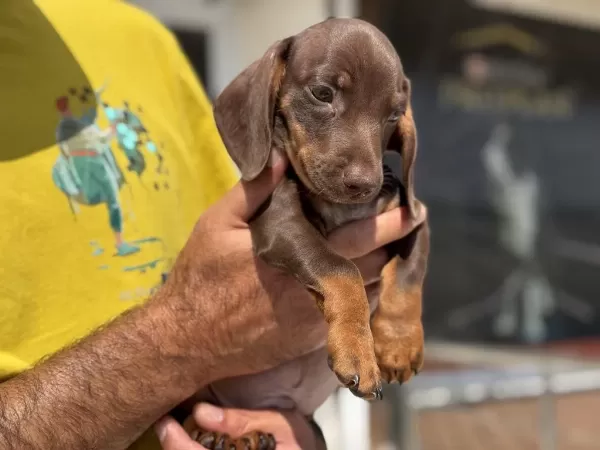 Petmode Köpek Çiftliğinde Ziyarete Açık Dachshund