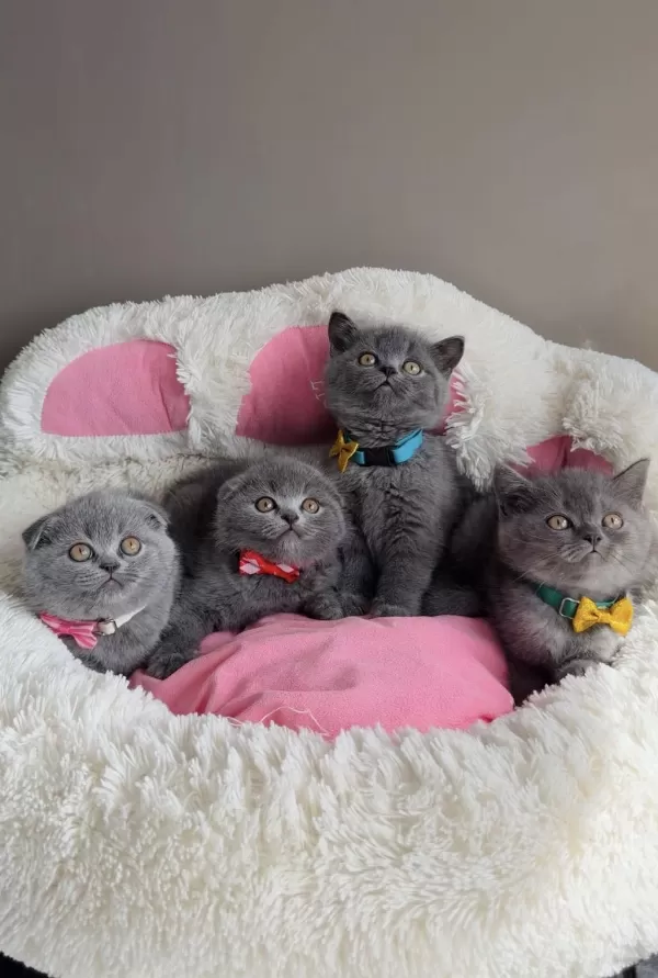 Ayı Suratlı Blue Scotısh Fold Bebeğim