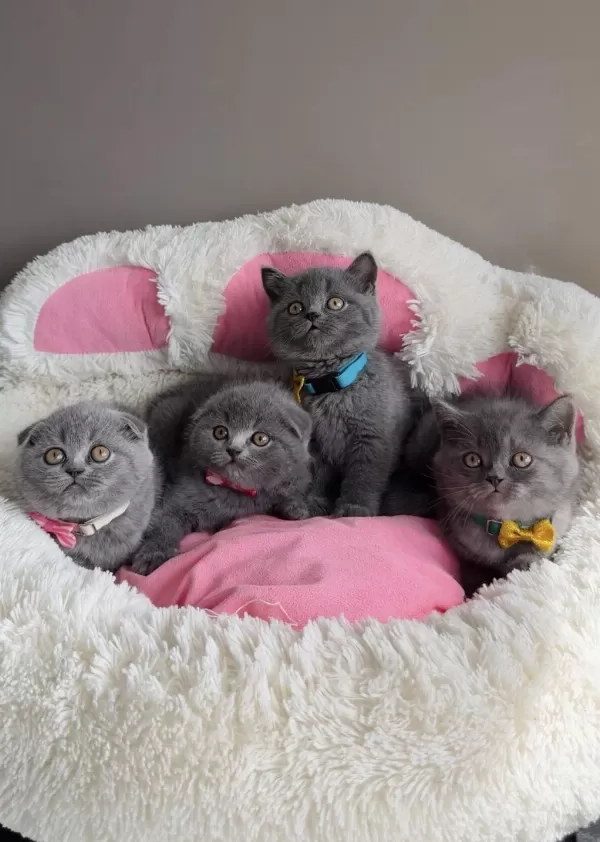 Ayı Suratlı Blue Scotısh Fold Bebeğim