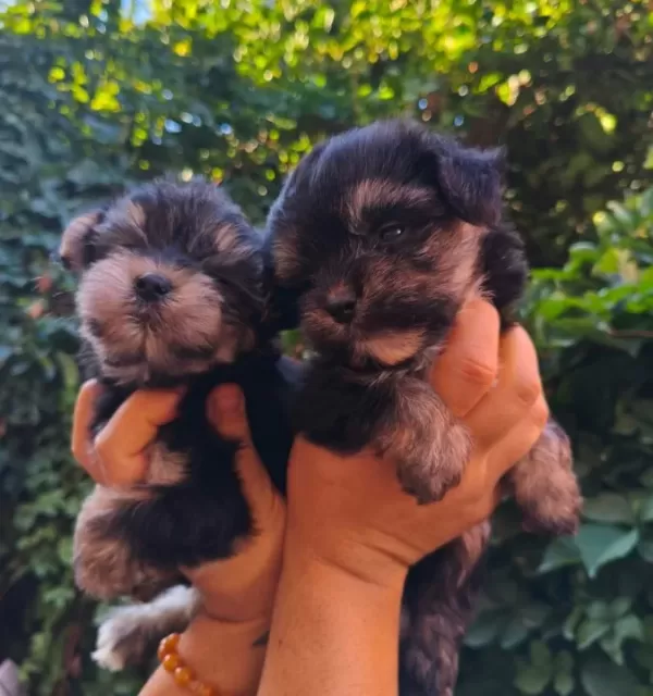 Yorkshire Terrier Yavruları