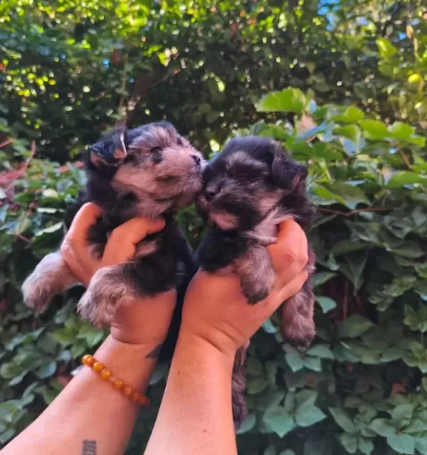 Yorkshire Terrier Yavruları