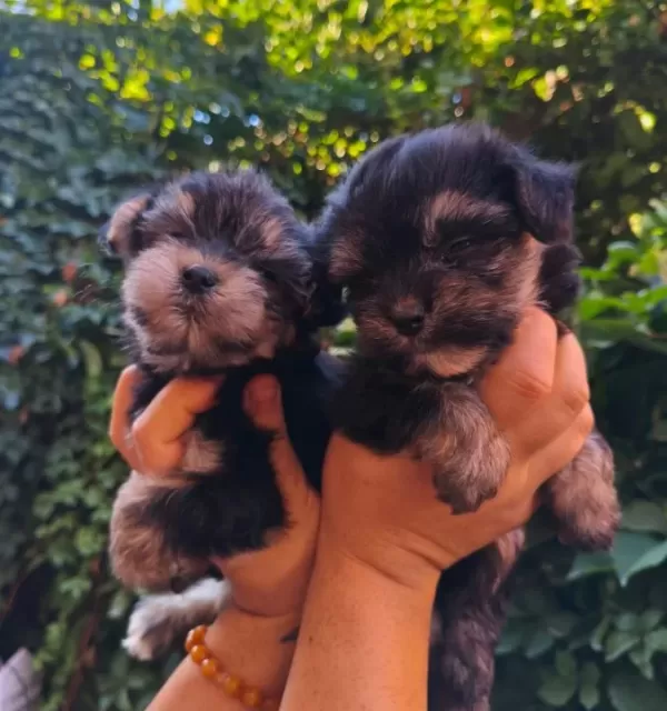Yorkshire Terrier Yavruları