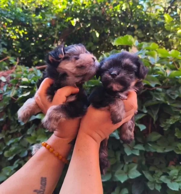 Yorkshire Terrier Yavruları