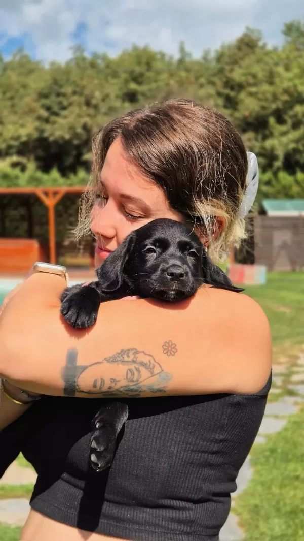 Labrador Retriever Yavruları Sağlık Ve İrk Garantili