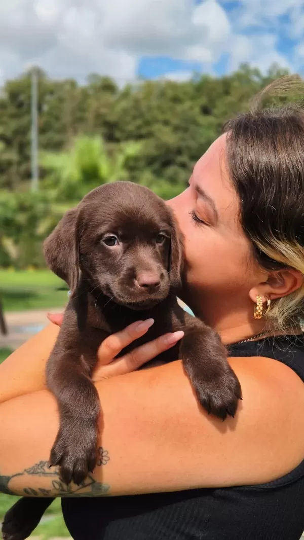 Labrador Retriever Yavruları Sağlık Ve İrk Garantili