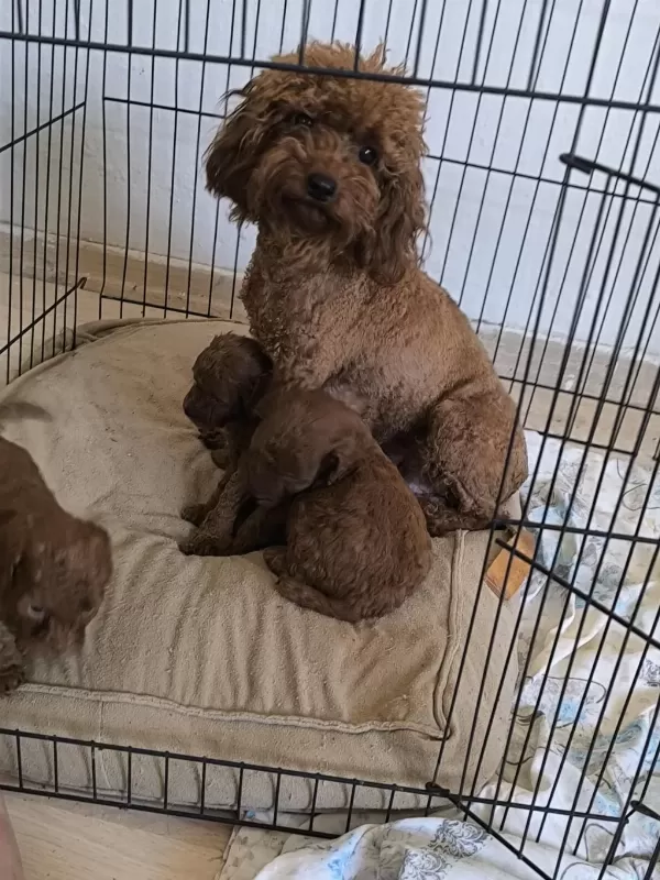 Harika Toy Poodle Bebekler