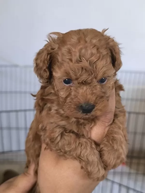Harika Toy Poodle Bebekler