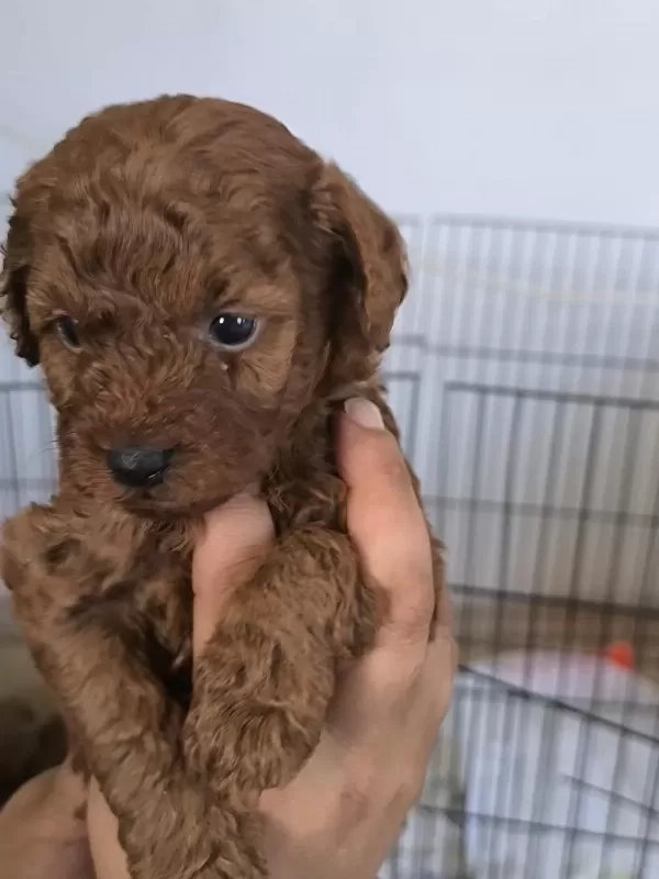 Harika Toy Poodle Bebekler