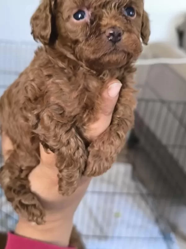 Harika Toy Poodle Bebekler