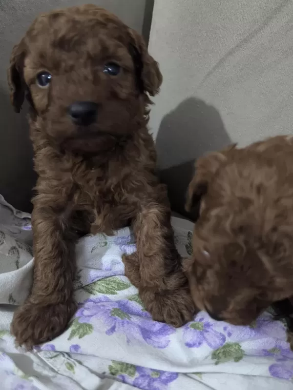 Harika Toy Poodle Bebekler