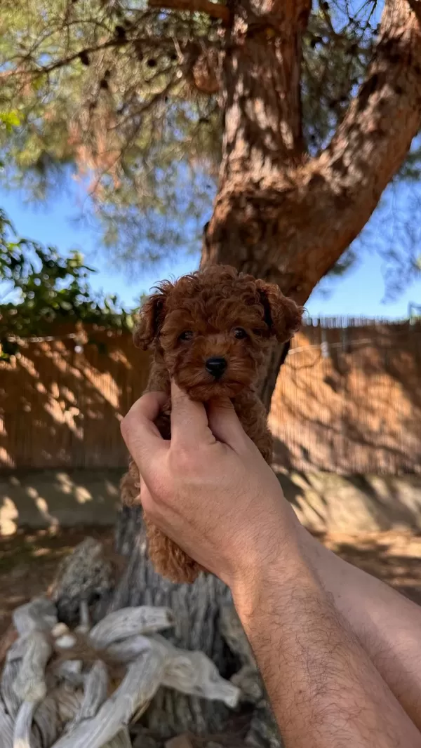Üst Kalite Toy Poodle Yavrularımız