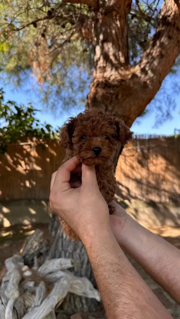 Üst Kalite Toy Poodle Yavrularımız