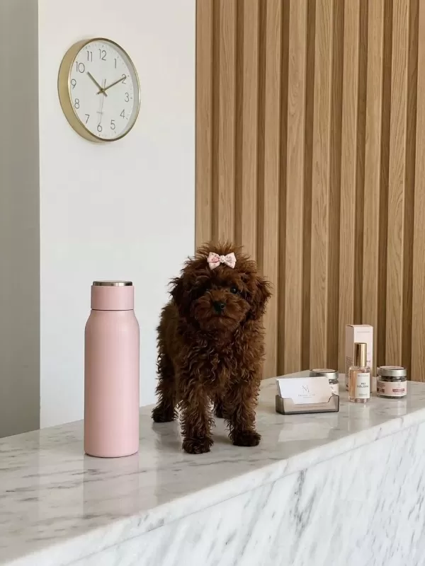 Teacup Kore Hatlı Dişi Poodle Pasaportlu Ve Çipli