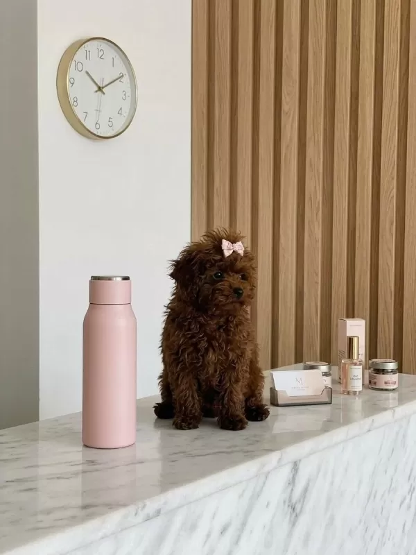 Teacup Kore Hatlı Dişi Poodle Pasaportlu Ve Çipli