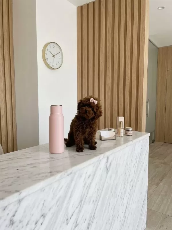 Teacup Kore Hatlı Dişi Poodle Pasaportlu Ve Çipli