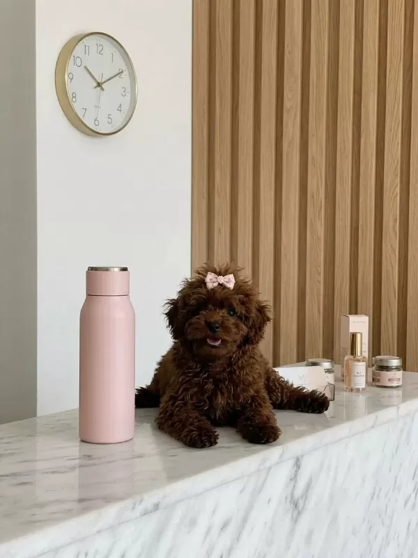 Teacup Kore Hatlı Dişi Poodle Pasaportlu Ve Çipli