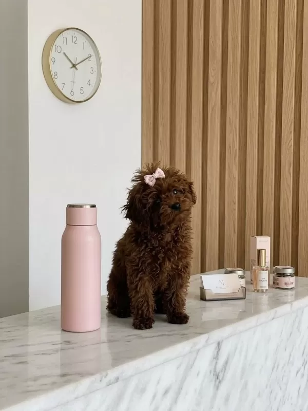 Teacup Kore Hatlı Dişi Poodle Pasaportlu Ve Çipli