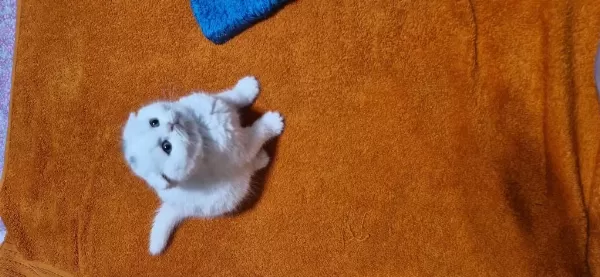 Yeni Yuvasına Hazır Yavru Kedimiz