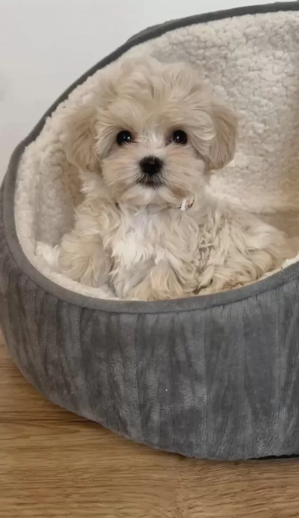 Maltipoo Yavrularımız