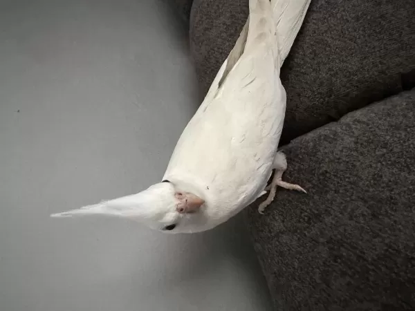 Albino Sultan Papağanı