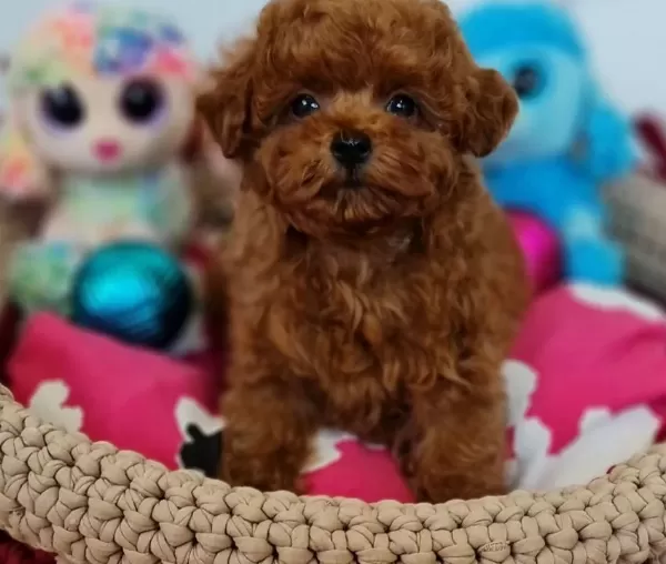 Fazla Söze Gerek Yok Şecereli Toy Poodle Yavrularımız