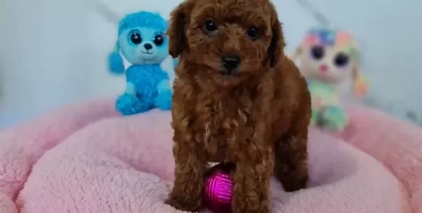 Fazla Söze Gerek Yok Şecereli Toy Poodle Yavrularımız