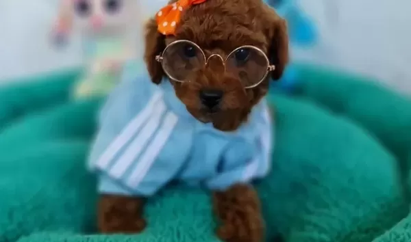 Fazla Söze Gerek Yok Şecereli Toy Poodle Yavrularımız