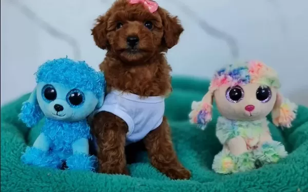 Fazla Söze Gerek Yok Şecereli Toy Poodle Yavrularımız