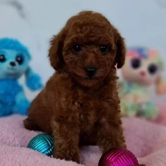 Fazla Söze Gerek Yok Şecereli Toy Poodle Yavrularımız