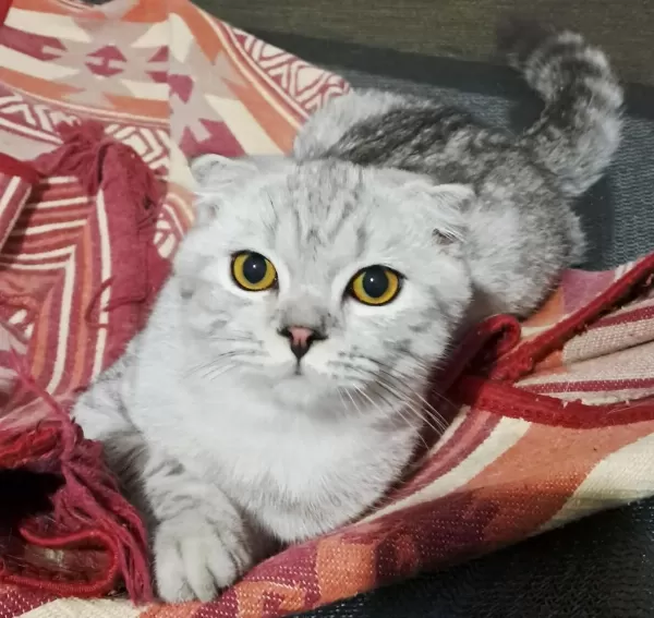 Scottish Fold Silver Erkek