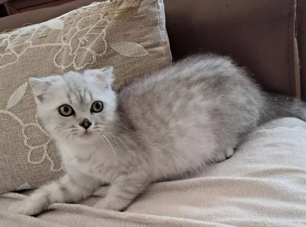 Scottish Fold Silver Erkek