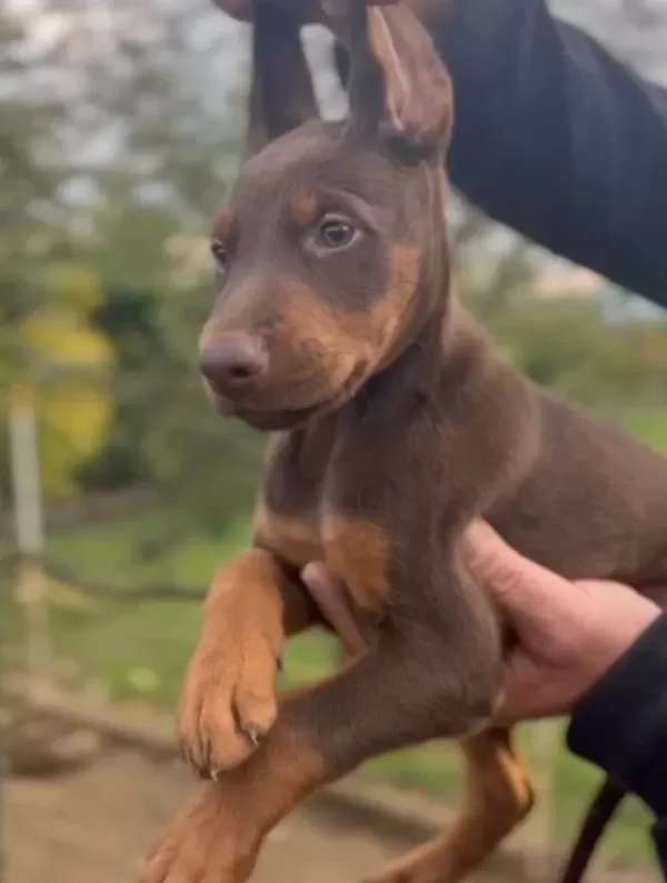 Siyah Kızıl King Doberman Bebekler