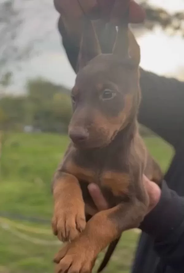 Siyah Kızıl King Doberman Bebekler