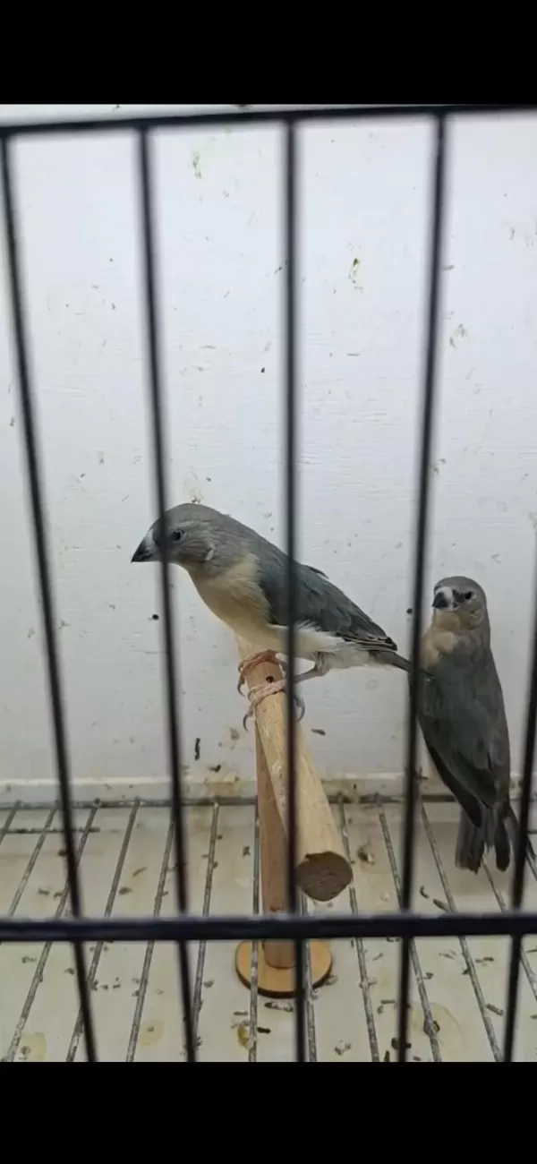 Harika Golden Finchler