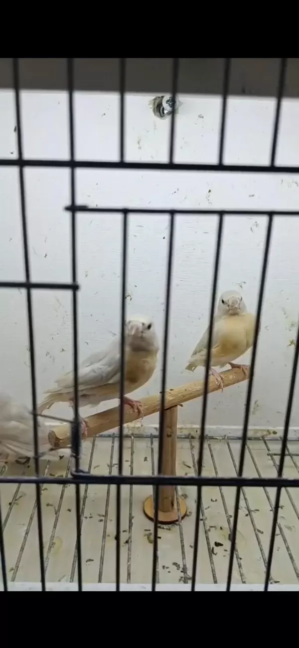 Harika Golden Finchler