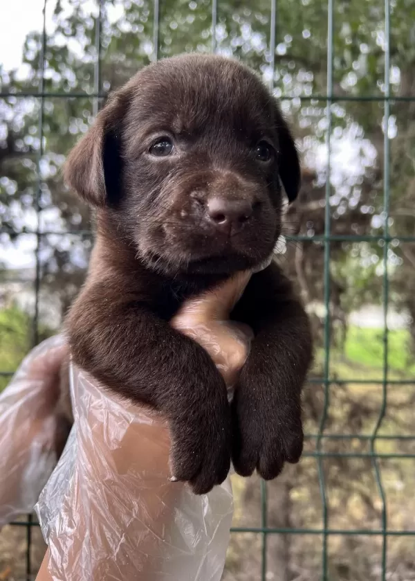 Harika Güzellikte Labrador Yavrular