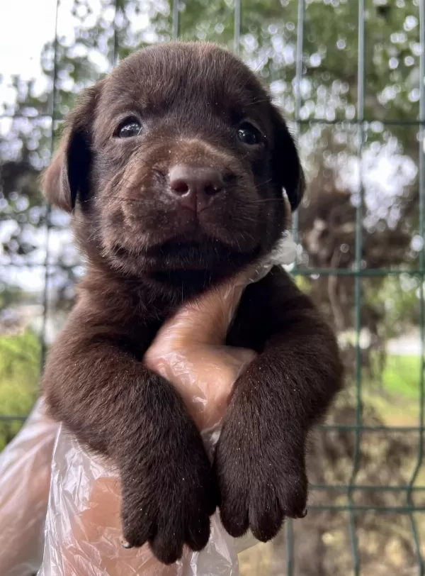 Harika Güzellikte Labrador Yavrular