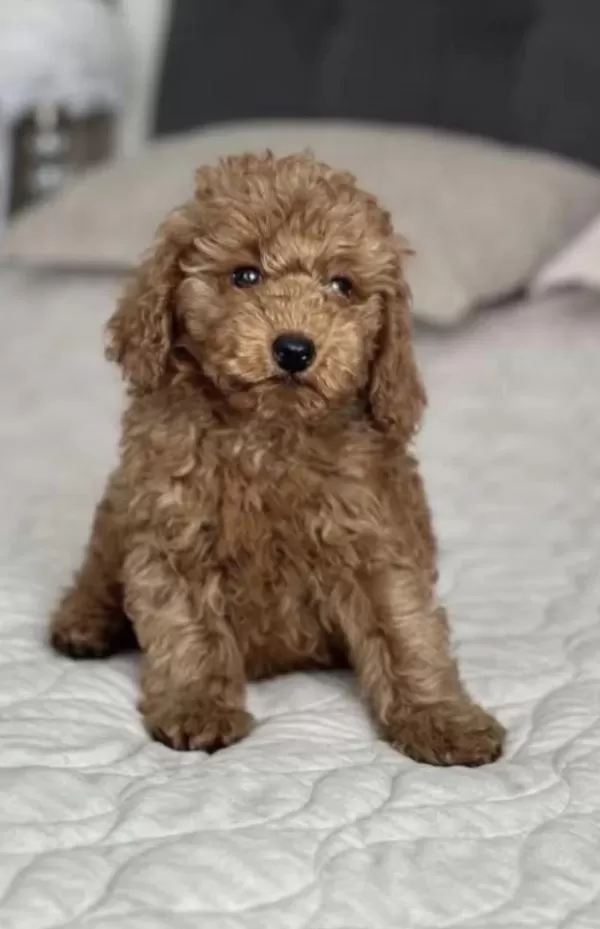 Toy Poodle Köpeğimiz