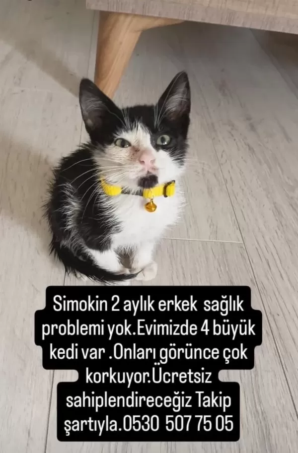 Çok Uysal Yavru Kedimiz