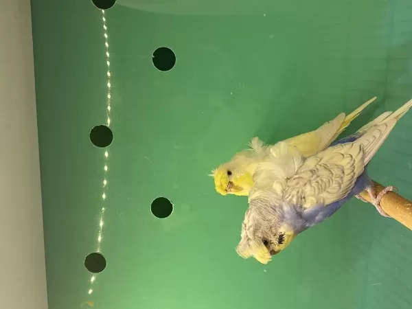 Show Jumbo Ve Japones Muhabbet Kuşu Cinsleri Mevcut